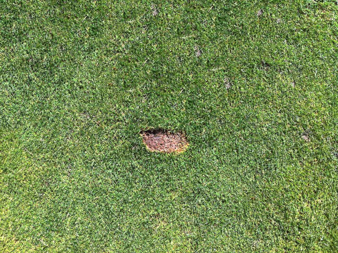 Ein von "Golfspielern" verursachtes Divot, mühelos reparabel.